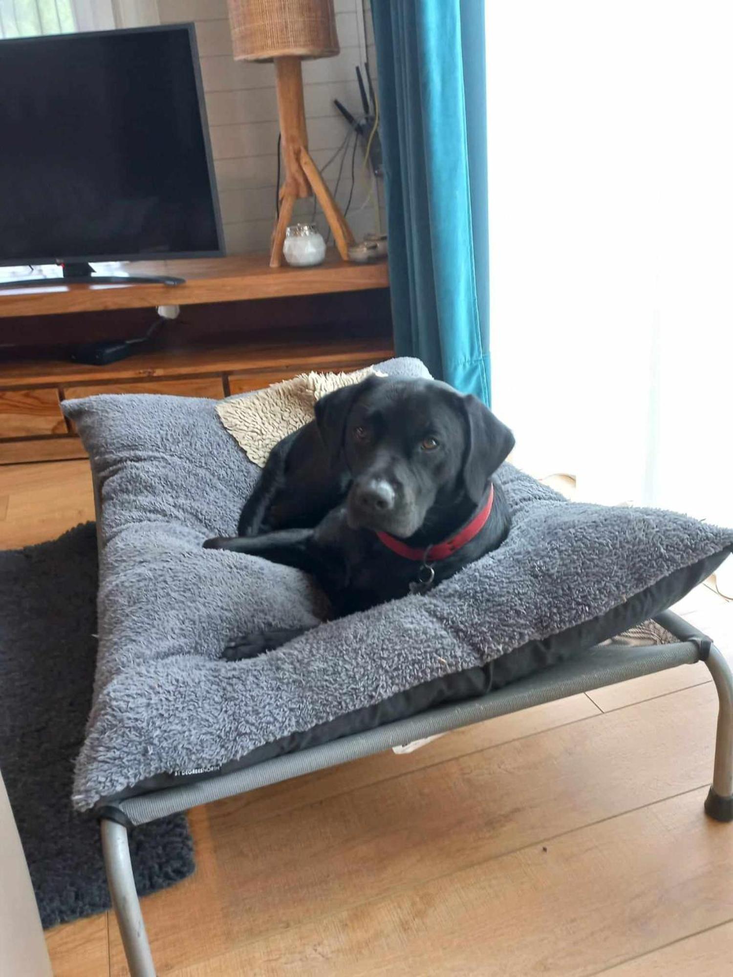 Le Mont Celeste Dogs Friendly Nonceveux Bagian luar foto